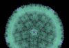 Cytomegalovirus – CMV