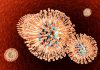 Genital herpes Herpes under graviditeten