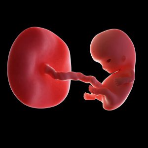 graviditetsvecka 9 - gravid i vecka 9