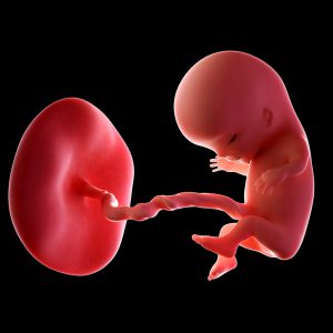 Graviditetsvecka 11 - gravid vecka 11