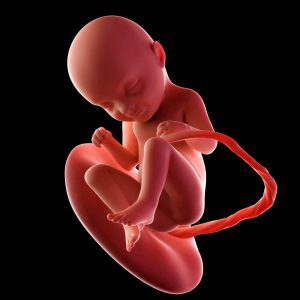 gravid vecka 33