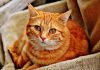 Därför ska du inte tömma kattlådan under graviditeten katt gravid kattlåda toxoplasma