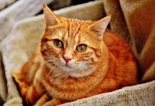 Därför ska du inte tömma kattlådan under graviditeten katt gravid kattlåda toxoplasma