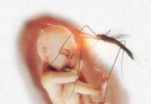 Allt du behöver veta om zikaviruset zika virus