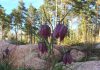 Kungsängsliljan blommar o inget nytt från sjukhusfronten